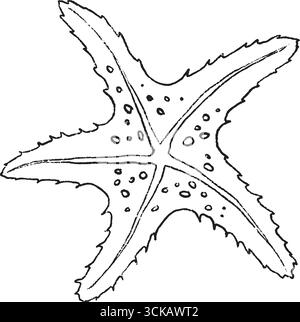 Eine komplizierte Linienzeichnung eines Seesterns, die seine einzigartige und interessante Textur und Form hervorhebt. Clipart für Schwarzweiß-Vektor-Skizzenlinie. Stock Vektor