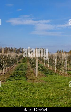 Ein Apfelgarten in der Herbstsaison, eine große Anzahl junger Apfelbäume gepflanzt in langen und gleichmäßigen Reihen in der Obstplantage im Herbst Stockfoto