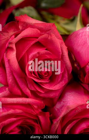 Rote Rosen in einem großen Blumenstrauß, die übereinander liegen, mehrere frische rote Rosen zum Anordnen von Sträußen Stockfoto