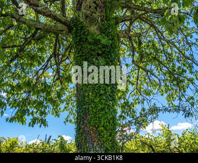 Baumstamm bedeckt mit üppigem grünem Efeu unter einem hellblauen Himmel. Stockfoto
