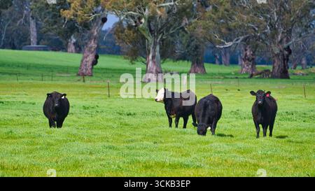 Gruppe von schwarzen Rindern, die unter großen Gummibäumen auf üppiger grüner Weide weiden Stockfoto