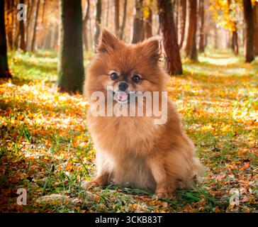 Junge pommern vor Naturhintergrund Stockfoto