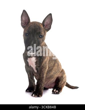 Miniatur Bull Terrier vor weißem Hintergrund Stockfoto