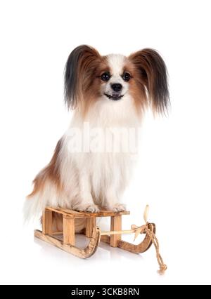 Papillon Hund vor weißem Hintergrund Stockfoto