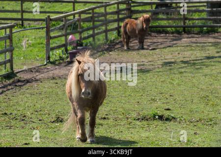 Zwei Shetland-Ponys in einem grasbewachsenen Fahrerlager an einem sonnigen Tag, eines geht zur Kamera, während das andere in der Nähe des Zauns im Hintergrund steht. Stockfoto