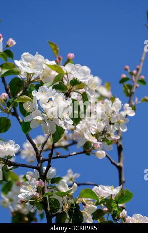 Weißer Apfel blüht im Frühjahr auf einem Baumzweig vor einem klaren blauen Himmel und symbolisiert Erneuerung, Wachstum und saisonale Schönheit. Stockfoto