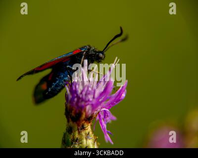 Ein Hufeisenklee-Zygaena-Schmetterling (Zygaena transalpina) auf einer Blume. Aufgenommen in Musio, einem Viertel von Tremosine. Tremosine ist eine Stadt am westlichen Sch Stockfoto
