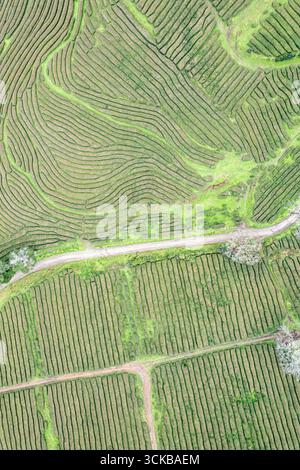Die atemberaubende und geometrische Landschaft der Teefelder in Sao Miguel Ist Ein Naturkunstwerk Stockfoto