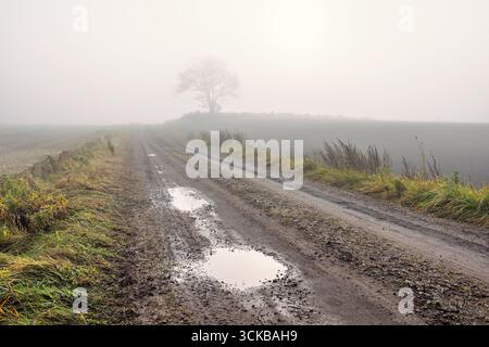 Schotterweg mit Wasserpfützen in einer nebeligen Landschaft mit einsamem Baum Stockfoto