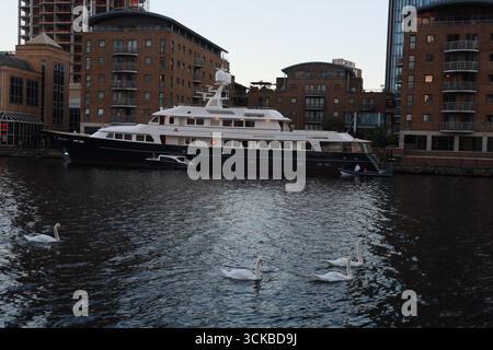 Enten auf der Themse schwimmen an Yachten und berühmten Gebäuden in Canary Wharf, London. Stockfoto