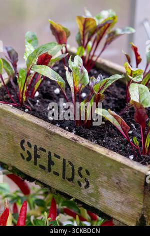 Beta vulgaris. Rote-Bete-Setzlinge in einem Holztablett. UK Stockfoto