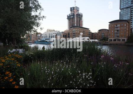 Wilde Blumen an der Themse verschmelzen mit dem Luxus der Canary Wharf in London. Stockfoto