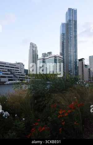 Wilde Blumen an der Themse verschmelzen mit dem Luxus der Canary Wharf in London. Stockfoto
