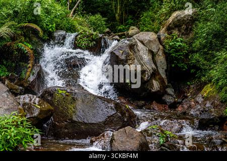 Ein kleiner Wasserfall, der über Felsen in einem üppig grünen Wald stürzt. Stockfoto