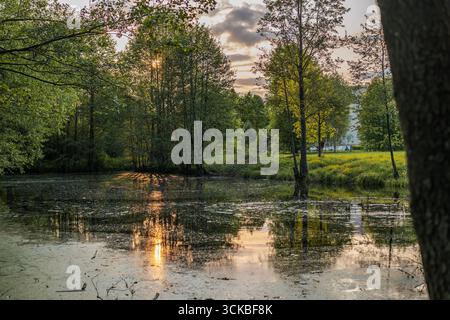 Ein ruhiger Teich in Weißrussland, umgeben von grünen Bäumen, die das warme Leuchten der untergehenden Sonne reflektieren. Ein grasbewachsenes Feld und eine kleine Struktur sind im sichtbar Stockfoto