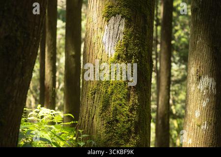Sonnenlicht fällt auf moosbedeckte Baumstämme in einem taiwanischen Wald. Stockfoto