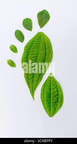 Grüne Blätter auf weißem Hintergrund angeordnet. Stockfoto