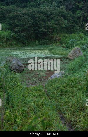 Eine ruhige Landschaft mit einem kleinen Teich, der mit grünen Algen bedeckt ist, umgeben von üppiger Vegetation und großen Felsen, schafft eine ruhige natürliche Szene Stockfoto