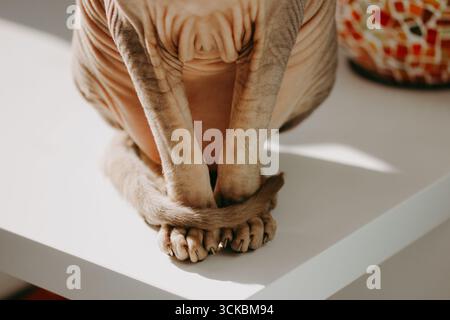 Sphynx-Katze, die sich auf einem weißen Tisch entspannt. Eine Nahaufnahme einer haarlosen Sphinx, die Vorderbeine und Schwanz gekräuselt, elegant auf einer weißen Oberfläche sitzt, captain Stockfoto