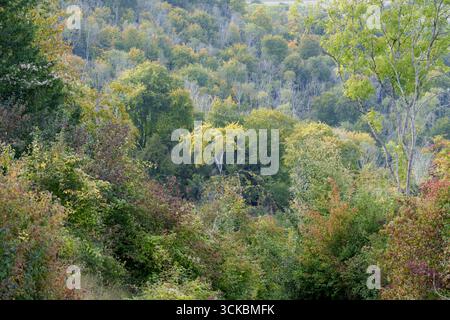 Eine Vielzahl von Baumarten, ein natürlicher Lebensraum im Spätsommer, der unter einer eindringenden Dieback Pilz Krankheit leidet, im South Downs National Park, am 9. September 2025 in Bignor, England. Stockfoto