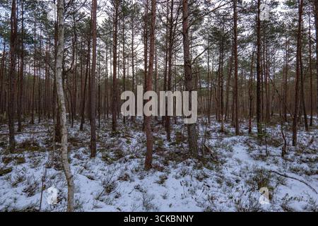 Eine ruhige Waldszene mit hohen Kiefern, die gleichmäßig über eine verschneite Landschaft verteilt sind. Der bewölkte Himmel verleiht der Umgebung eine kühle, winterliche Atmosphäre Stockfoto