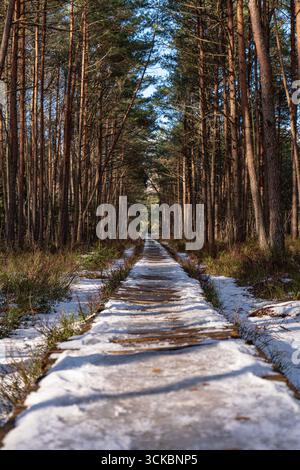 Ein gerader Holzweg durchquert einen dichten Wald aus hohen Kiefern, mit Schneeflächen auf dem Boden und Sonnenlicht, das durch die Bäume gefiltert wird. Stockfoto