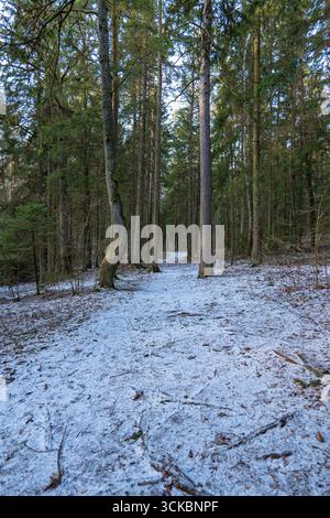 Ein ruhiger Waldweg, gesäumt von hohen Nadelbäumen, leicht mit Schnee bestaubt. Der unebene Weg führt tiefer in den Wald und ruft Einsamkeit hervor. Stockfoto