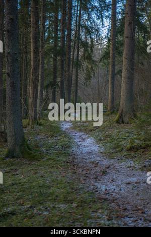 Ein schmaler, schneebedeckter Pfad schlängelt sich durch einen dichten Wald aus hohen Nadelbäumen, wobei weiches Licht durch das Baumdach in einer ruhigen natürlichen Umgebung filtert. Stockfoto