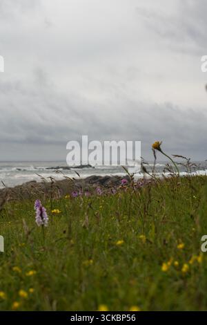 Grasbewachsener Vordergrund mit gelben und violetten Wildblumen, felsiger Küste und Wellen unter bedecktem Himmel, wahrscheinlich in der Nähe von Utsira oder Stavanger in Norwegen. Stockfoto