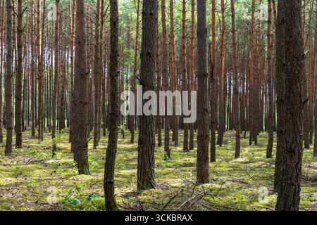 Hohe Kiefern erstrecken sich gleichmäßig in die Ferne, wobei das Sonnenlicht durchdringt. Der Waldboden ist mit grünem Moos und verstreuten Zweigen bedeckt. Stockfoto