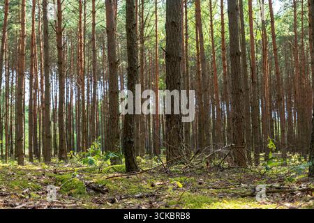 Hohe, gerade Kiefern in Nowy Lubiel, Polen, mit moosbedecktem Boden, verstreutem Grün und Sonnenlicht, das Licht durch das Baldachin wirft. Stockfoto