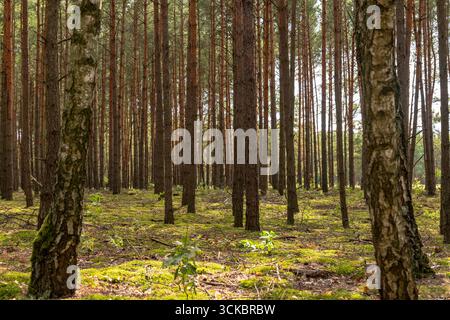 Hohe, gerade Kiefern in Nowy Lubiel, Polen, mit Sonnenlicht, das durchströmt. Der Waldboden ist mit grünem Moos und verstreuten Ästen bedeckt. Stockfoto