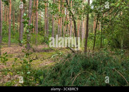 Hohe Kiefern mit rötlich braunen Stämmen stehen in einem dichten Wald in Nowy Lubiel, Polen. Frisch geschnittene Äste liegen auf einem moosigen Waldboden. Stockfoto