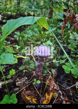 Wildviolett-Webcap-Rotbuchpilz Stockfoto