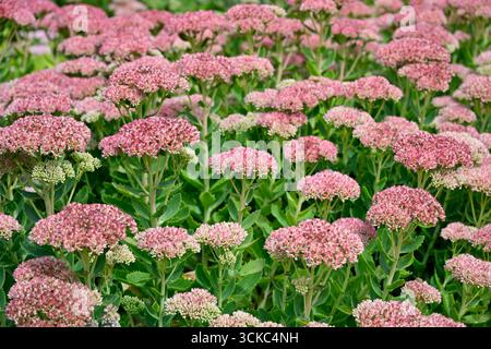 Rosafarbene Herbstblumen von Hylotelephium Herbstfreude, auch bekannt als Stonecrop oder Sedum UK Garden September Stockfoto