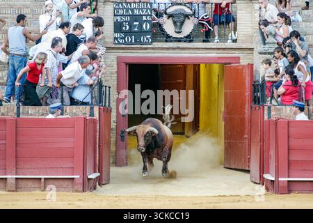 Sevilla, Spanien, 15. August 2007, stürmt Ein mächtiger Novillo in die Stierkampfarena in Sevilla. Staub wirbelt, während die Menge zusieht, fasziniert von der intensiven Mome Stockfoto