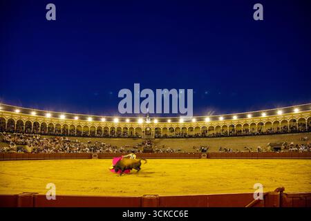 Sevilla, Spanien, 15. August 2007, unter dem Abendhimmel beobachten die Zuschauer, wie ein Stier in den Sandring der Maestranza Stierkampfarena eindringt und das Wesen von festnimmt Stockfoto