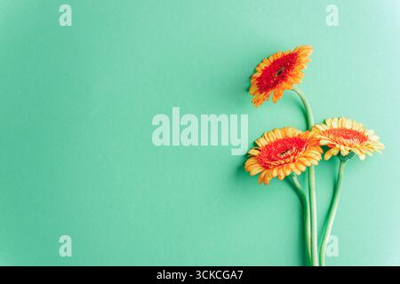 Drei orangene Gerbera-Blüten mit Stielen auf grünem pastellfarbenem Hintergrund. Draufsicht, flach. Stockfoto