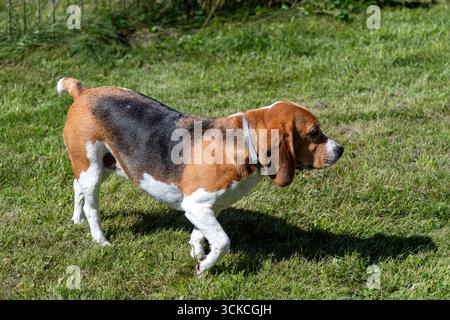 Ein Beagle spaziert durch einen üppig grünen Garten und schnüffelt an einem sonnigen Tag im Gras. Stockfoto