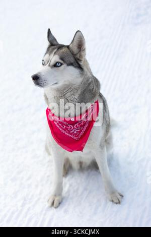 Reinrassiges Husky-Hundeporträt mit rotem Schal, im Schnee sitzend Stockfoto