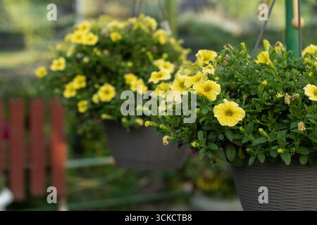 Schöne gelbe Petunien in Hängekörben verleihen einem Garten an einem sonnigen Nachmittag im Frühling Farbe Stockfoto