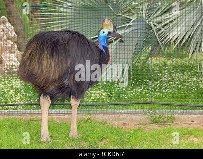 Südkasuar (Casuarius casuarius) flugunfähiger Vogel Stockfoto