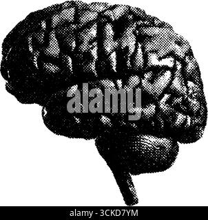 Monochrome Halbtonillustration des menschlichen Gehirns für künstlerisches Design. Stock Vektor