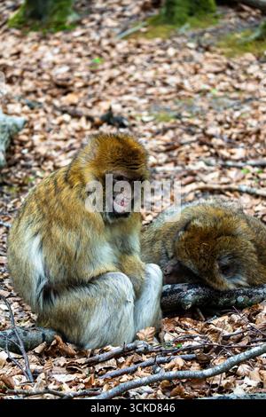 Zwei Berbermakaken sitzen auf einem alten Baumzweig auf dem Waldboden von Affenberg Salem, Deutschland. Ein Affe macht ein lustiges oder ausdrucksstarkes Gesicht. Stockfoto