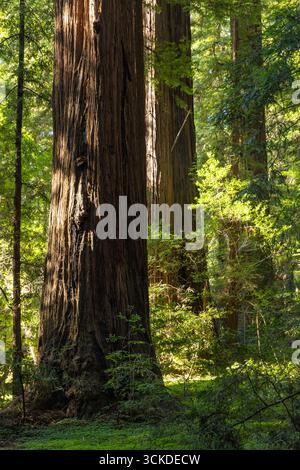 Riesiger Mammutwald, Sequoiadendron giganteum, im Henry Cowell Redwoods State Park, Kalifornien. Stockfoto
