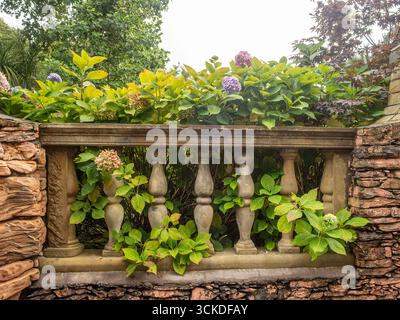 Purple Hydrangea macrophylla ist eine in Japan heimische Pflanzenart aus der Familie der Hortengeaceae. Wächst hinter einer aus Stein gemeißelten Balustrade. Stockfoto