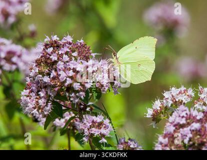 Citronfjäril Gonepteryx Rhamni Stockfoto