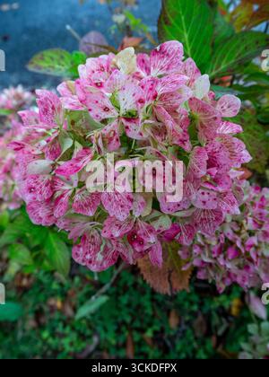 Rosa Hortensie macrophylla ist eine in Japan heimische Pflanzenart aus der Familie der Hortengeaceae. Stockfoto