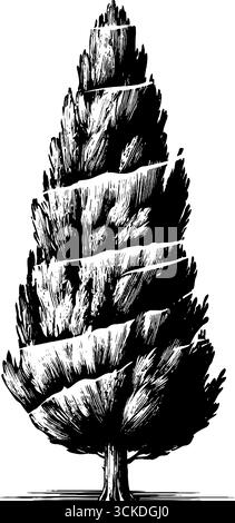 Vintage-gravierte Illustration von Zypresse und Kegel - Retro-Naturskizze. Stock Vektor