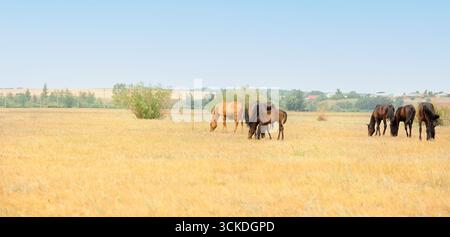Pferdeherde mit Fohlen grasen auf der Wiese. Landschaft der Pferde essen Gras auf dem Feld an heißen Sommertagen. Panoramablick, Banner. . Hochwertige Fotos Stockfoto